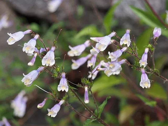 penstemon-hirsutus-hairy-beardtongue Penstemon hirsutus - Hairy Beardtongue