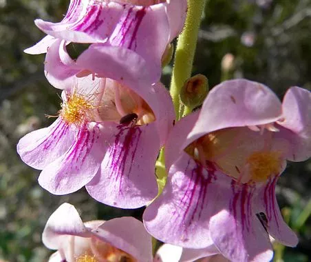 penstemon-palmeri Penstemon palmeri