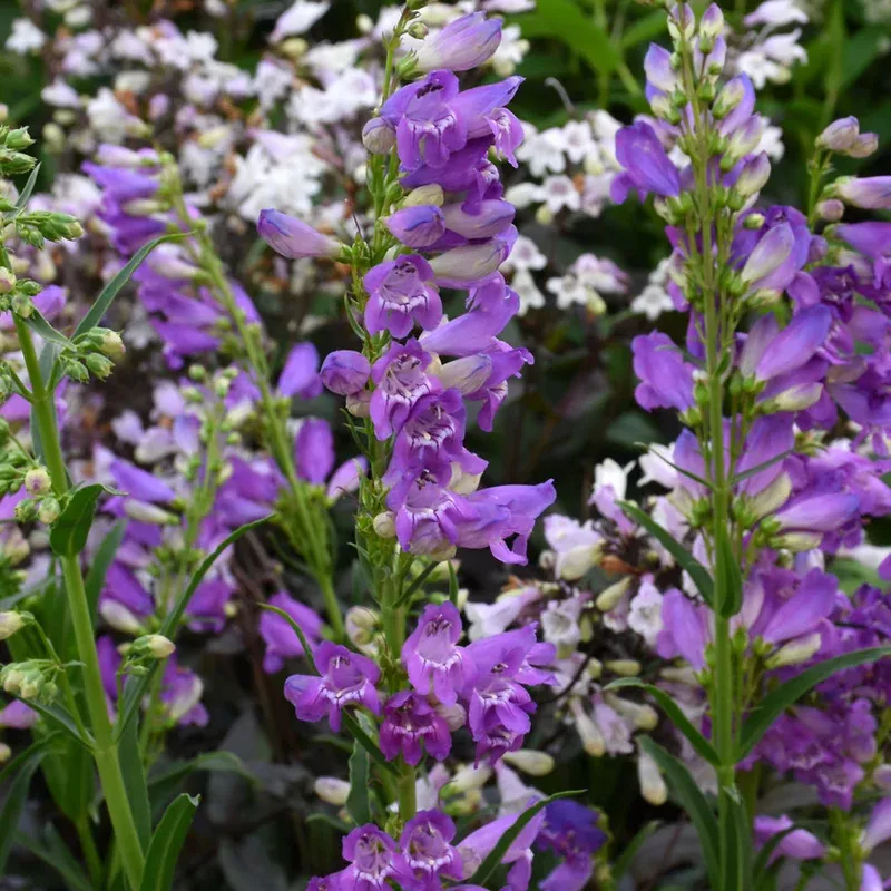 Penstemon 'Prairie Dusk'