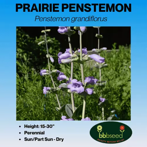 Penstemon, Prairie – Penstemon grandiflorus