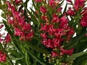 Penstemon 'Rock Candy Ruby' (10)ct Quarts