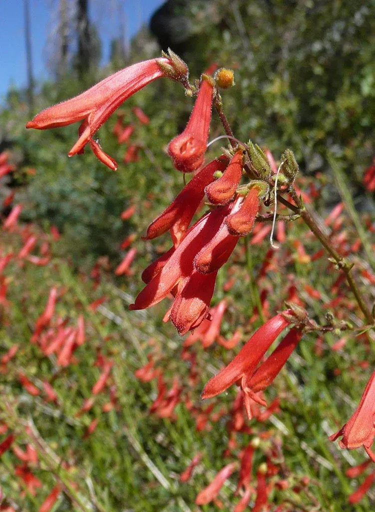 penstemon-rostriflorus-bridge-s-penstemon-plant Penstemon rostriflorus - Bridge's Penstemon (Plant)