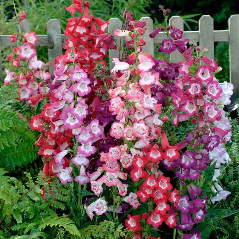 penstemon-seeds-sensation-mix Penstemon Seeds - Sensation Mix