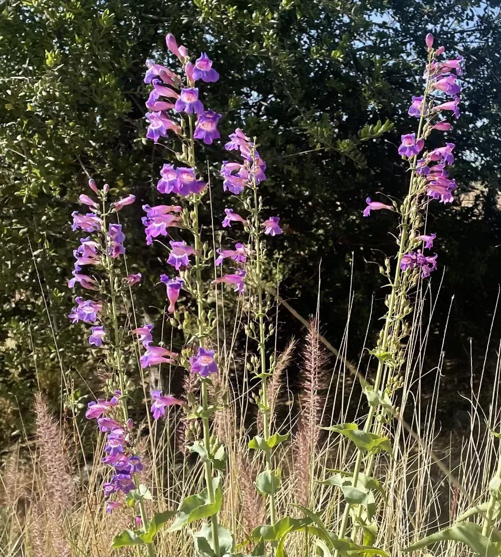 Penstemon spectabilis Showy Penstemon
