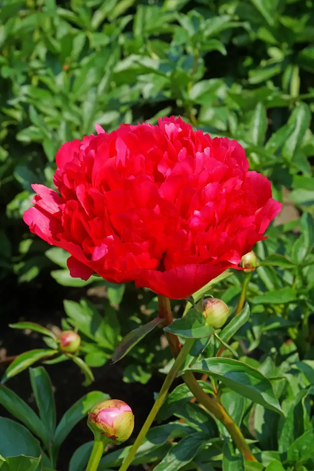 Peony - Command Performance