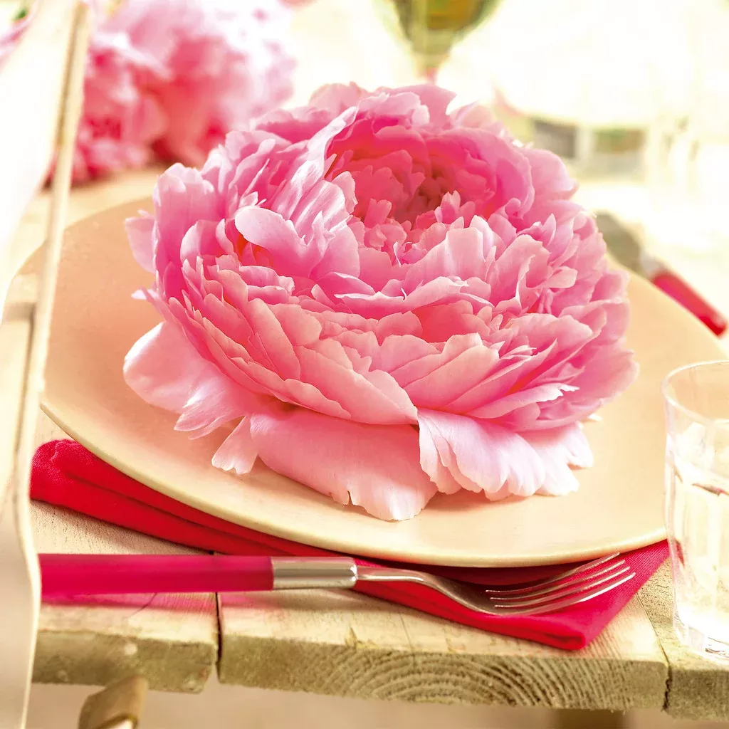 peony-dinnerplate-pink Peony - Dinnerplate Pink