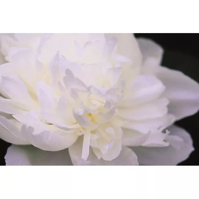 Peony 'Duchess de Nemours'