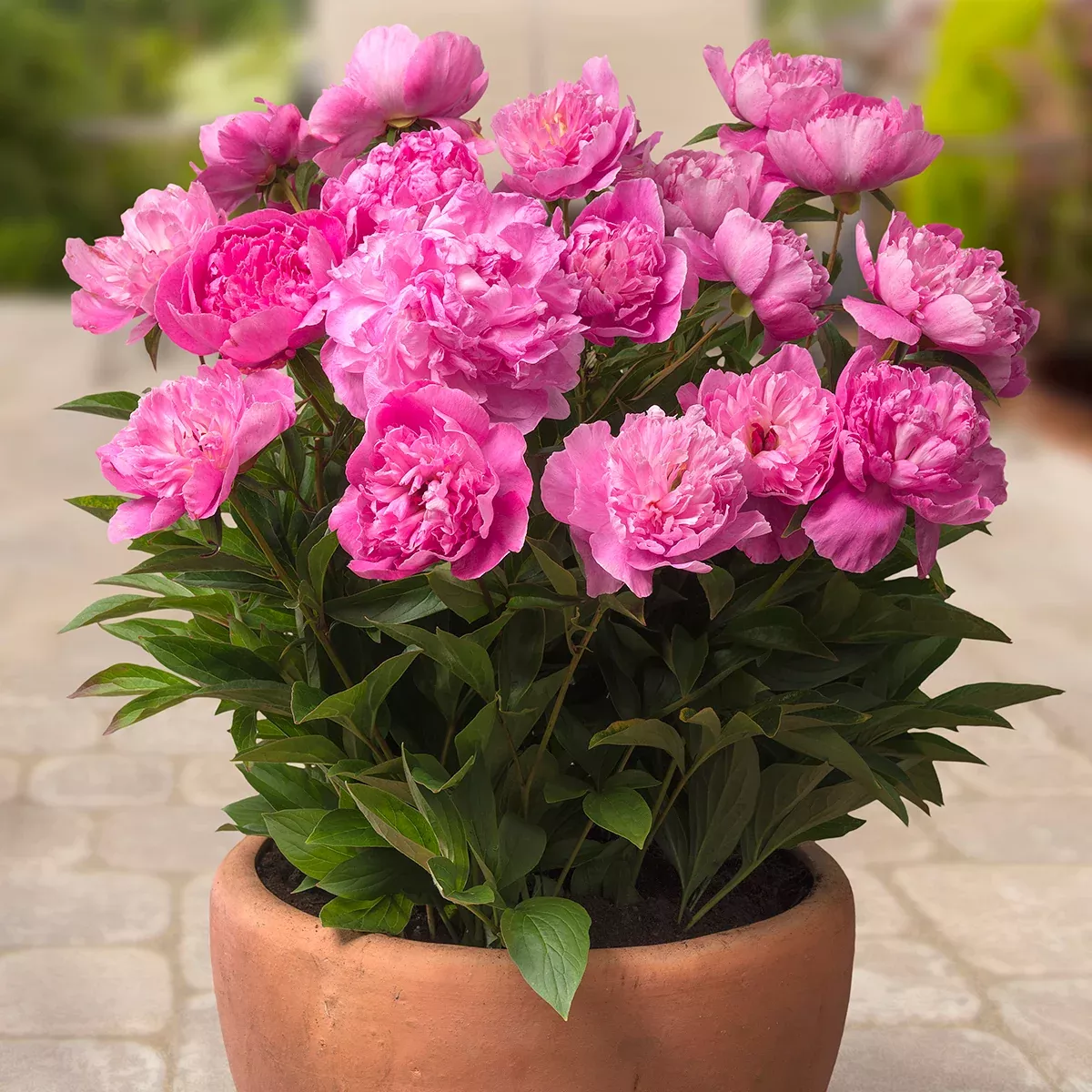 peony-rome-patio-variety-containers Peony - Rome - Patio Variety For Containers