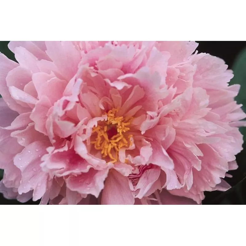 peony-sarah-bernhardt Peony (Sarah Bernhardt)