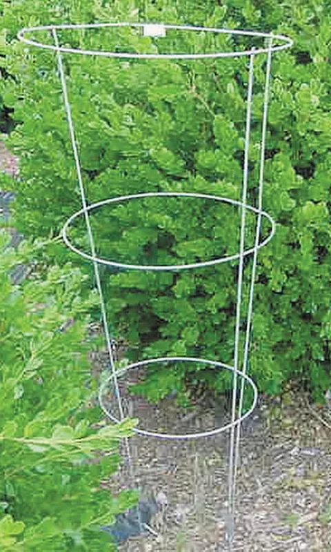 Peony Tomato Cage 30"
