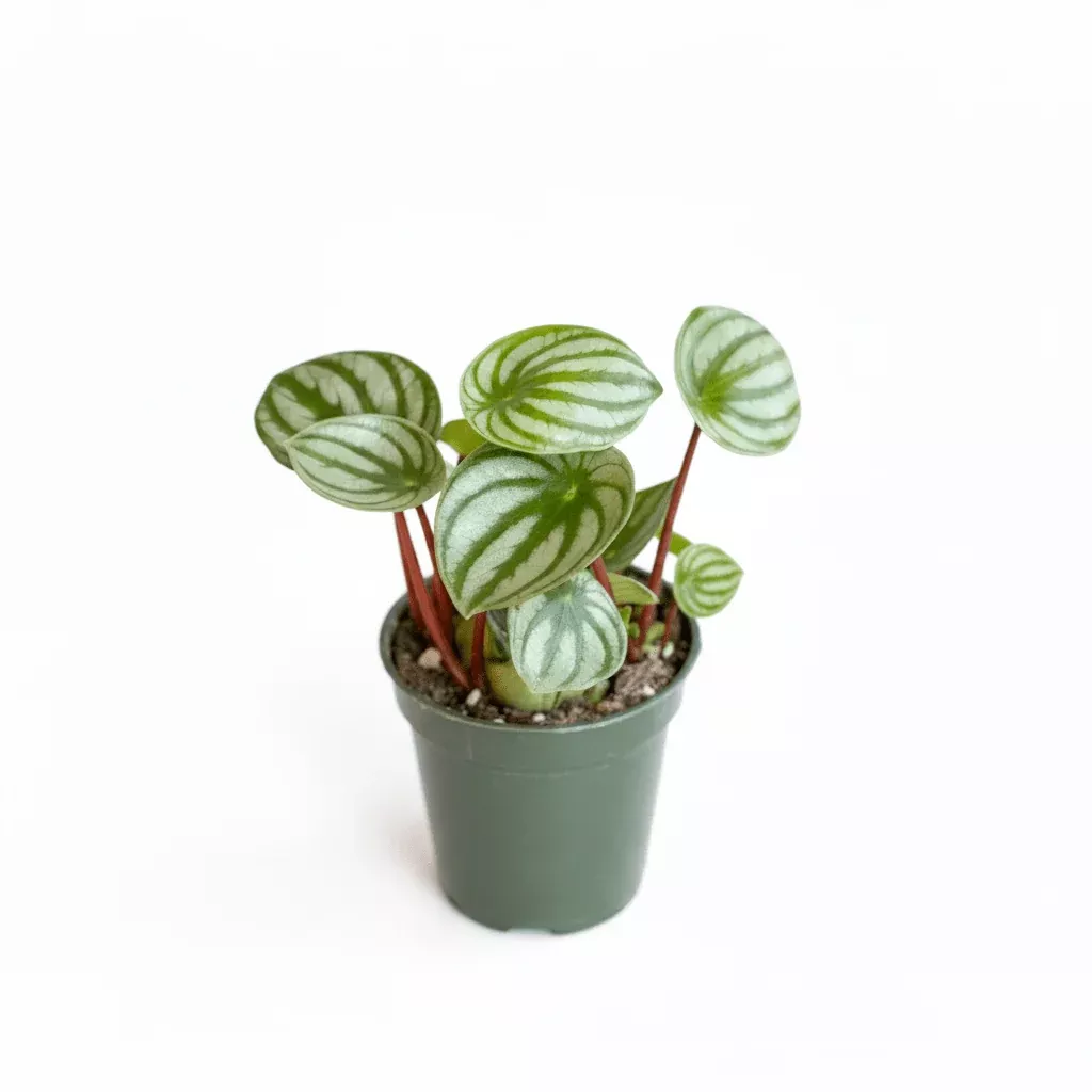 Peperomia Argyreia 'Watermelon Peperomia'