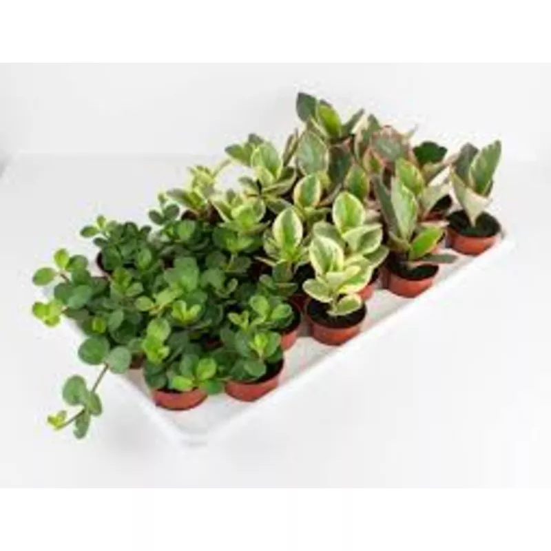 peperomia-assorted-varieties-bambino Peperomia Assorted Varieties Bambino