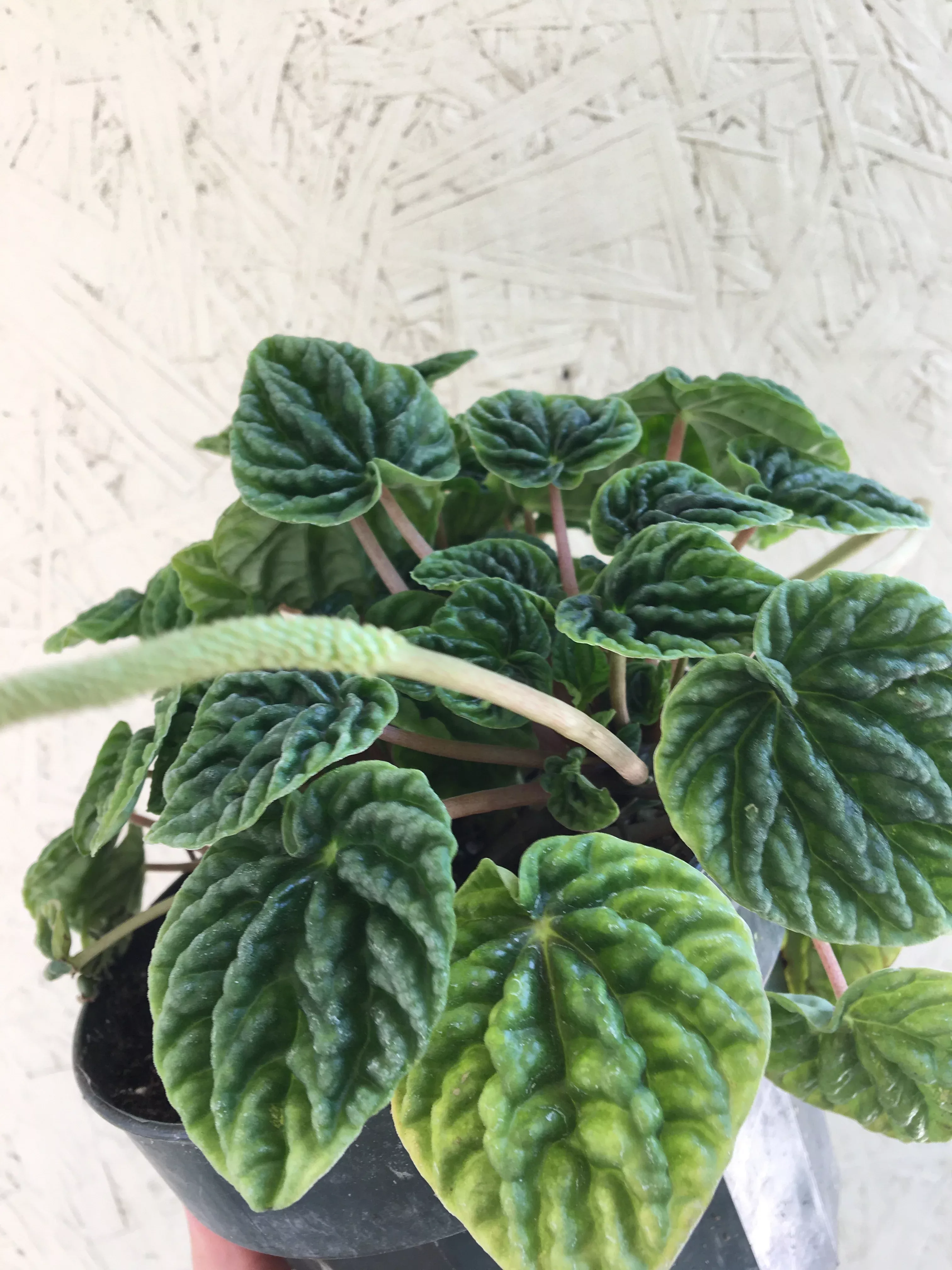 peperomia-caperata Peperomia caperata