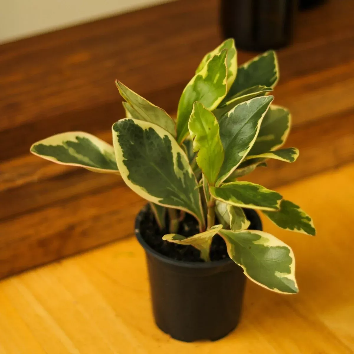 peperomia-clusiifolia-tricolor-peperomia Peperomia Clusiifolia - ‘Tricolor Peperomia’