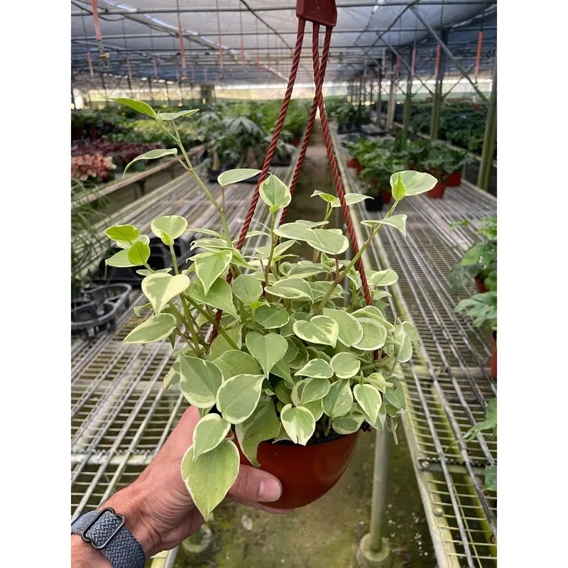 Peperomia, Cupid