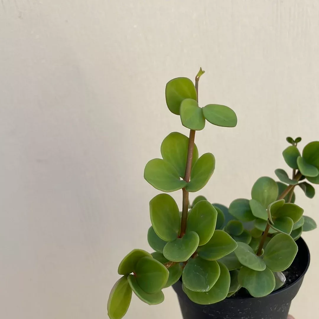 Peperomia 'Hope'