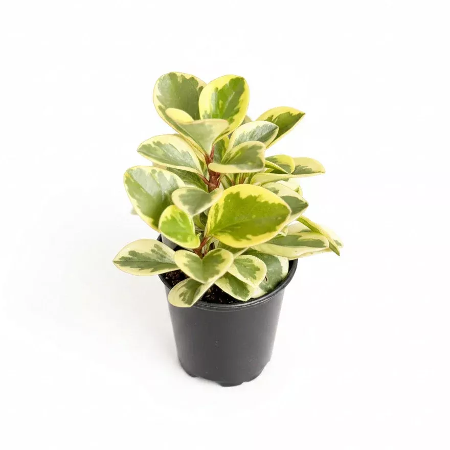 peperomia-obtusifolia-variegata-baby-rubber-plant Peperomia Obtusifolia Variegata 'Baby Rubber Plant'