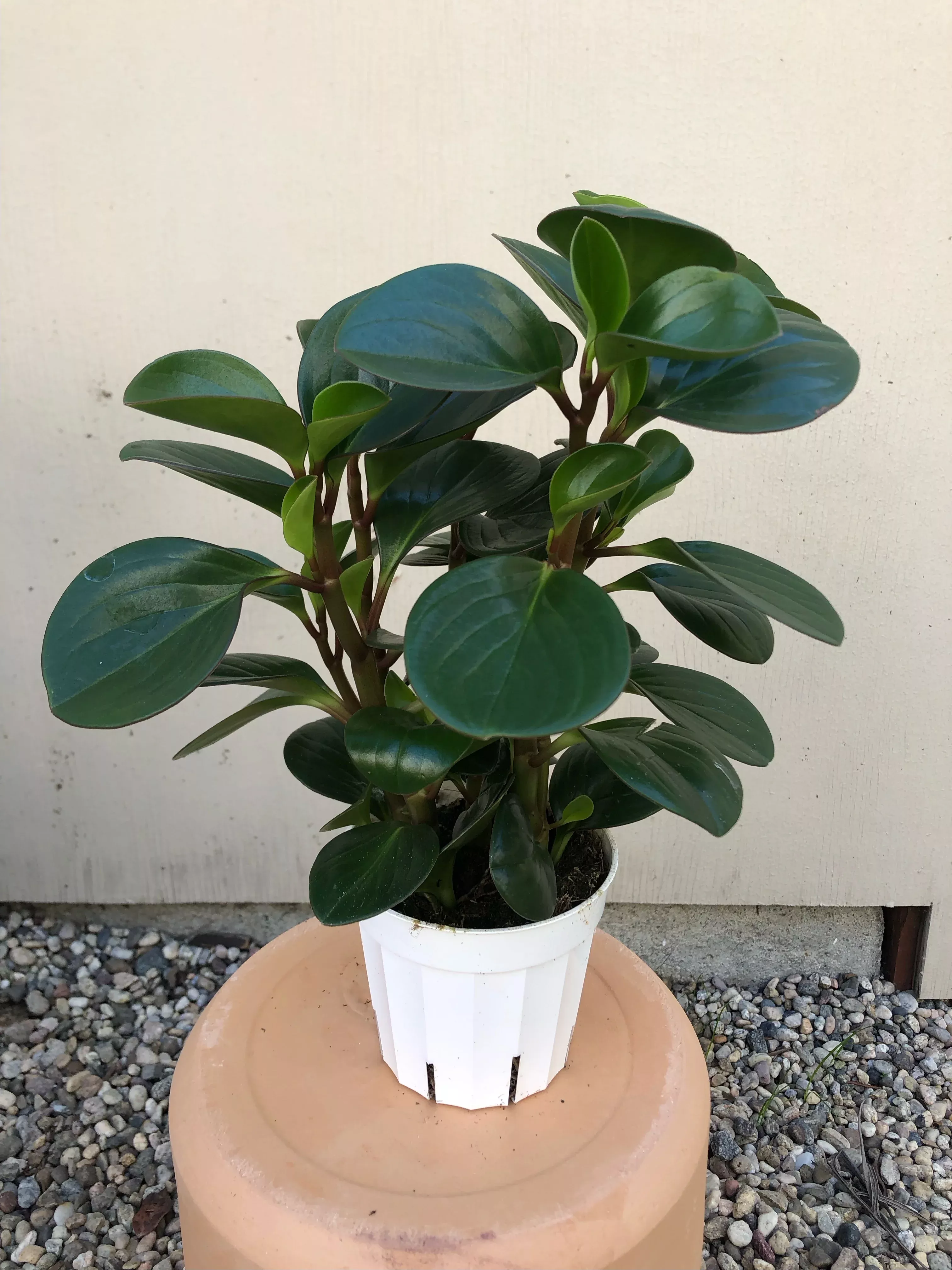 peperomia-optipan-green Peperomia Optipan Green