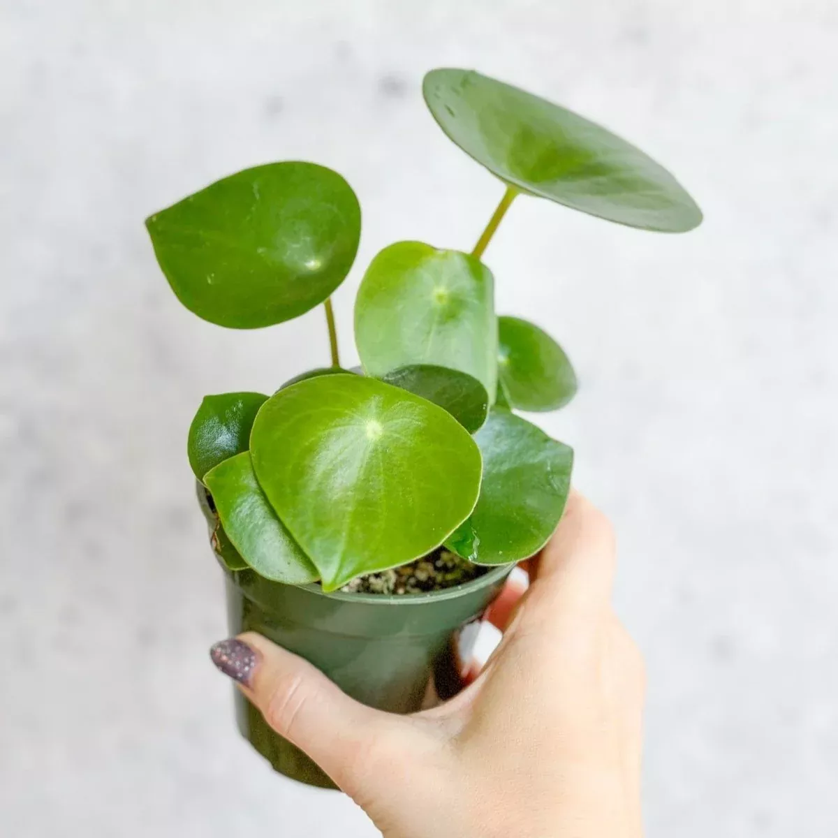 peperomia-polybotra-raindrops Peperomia polybotra 'Raindrops'