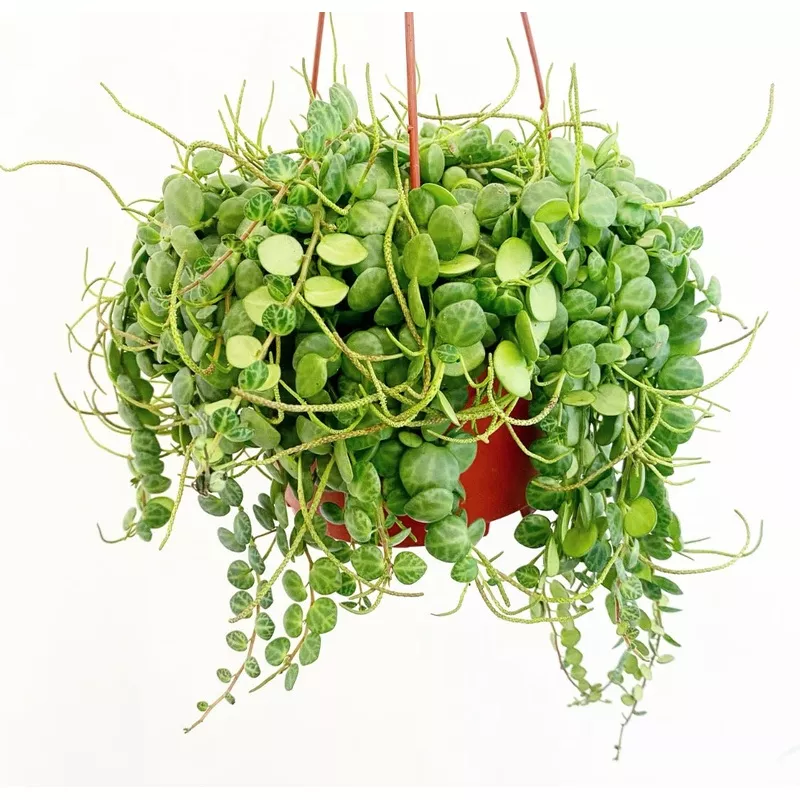 peperomia-prostrata-string-turtles Peperomia Prostrata 'String of Turtles'