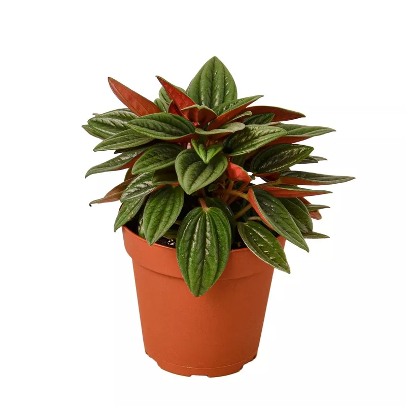 peperomia-rosso Peperomia 'Rosso'