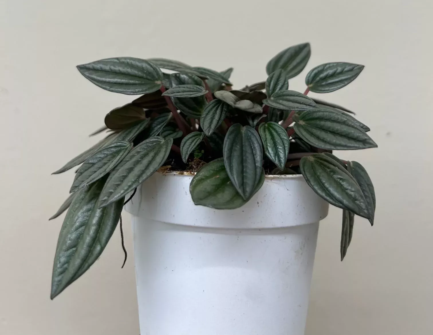 peperomia-san-marino Peperomia San Marino