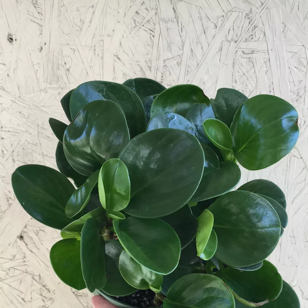 Peperomia Thailand