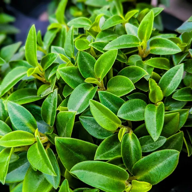 Peperomia, Trinervula