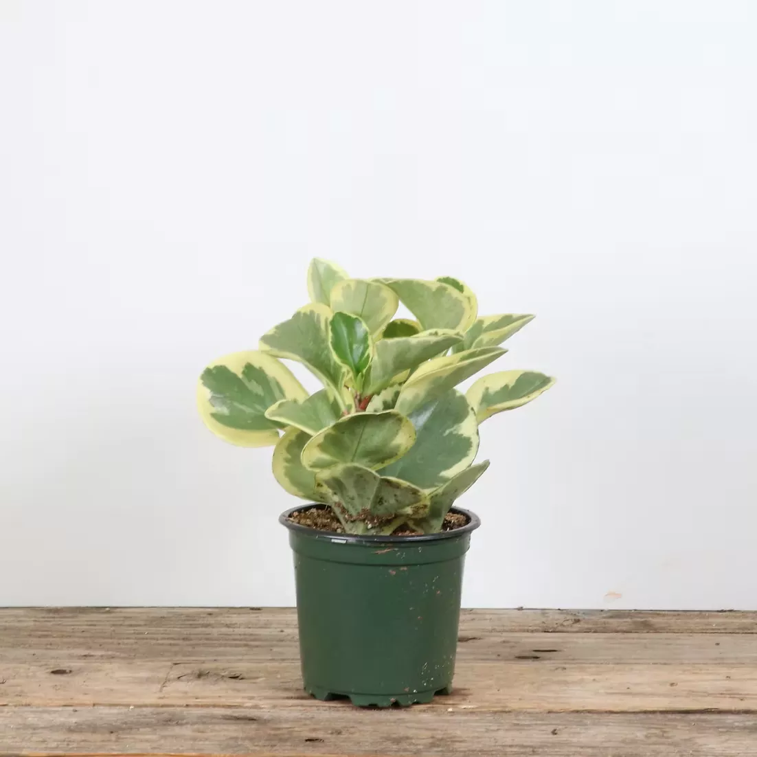 peperomia-variegated Peperomia 'Variegated'