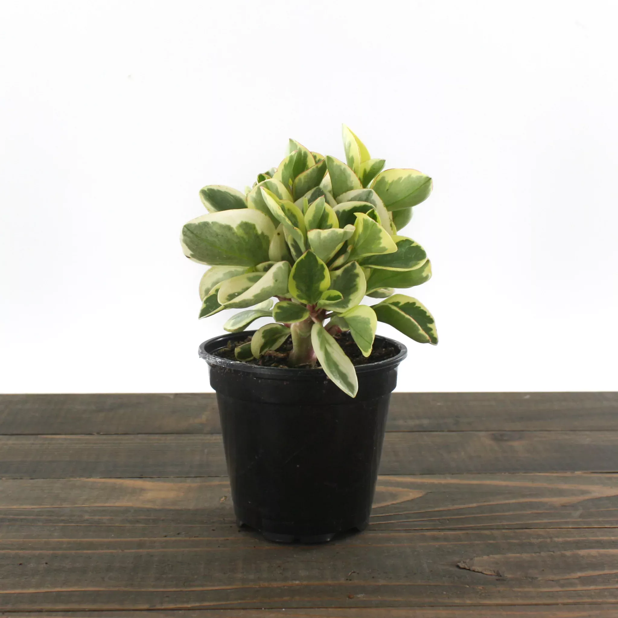 peperomia Peperomia