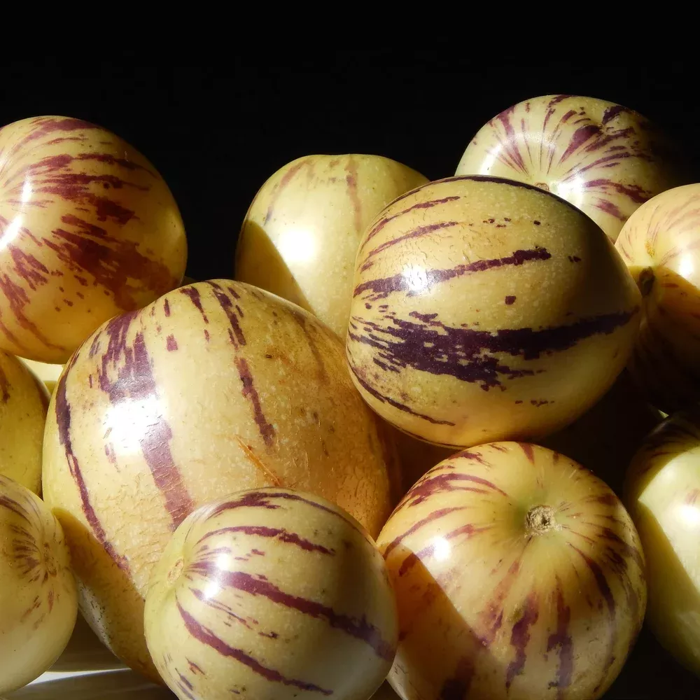 pepino-melon Pepino Melon