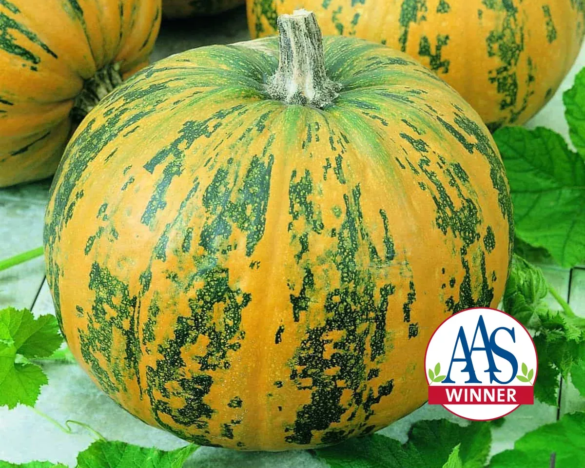 pepitas-hybrid-pumpkin-seeds Pepitas Hybrid Pumpkin Seeds