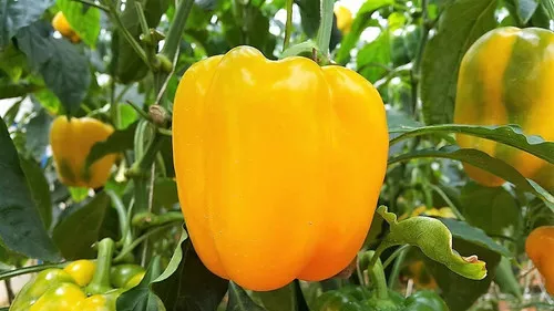 pepper-golden-california-wonder Pepper (Golden California Wonder)