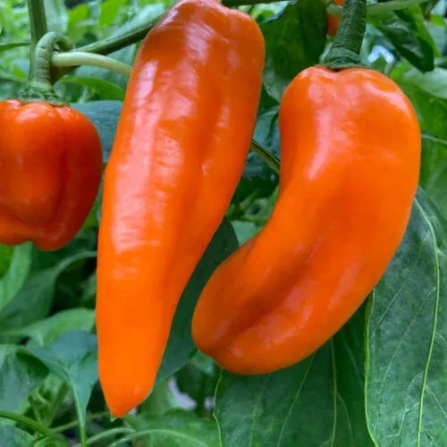pepper-pots-sugar-kick-sweet-pepper Pepper Pots™ Sugar Kick™ Sweet Pepper