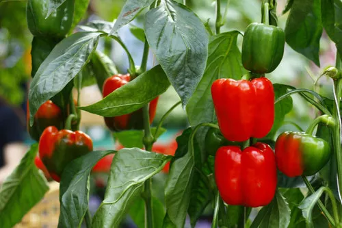 pepper-red-bell Pepper (Red Bell)
