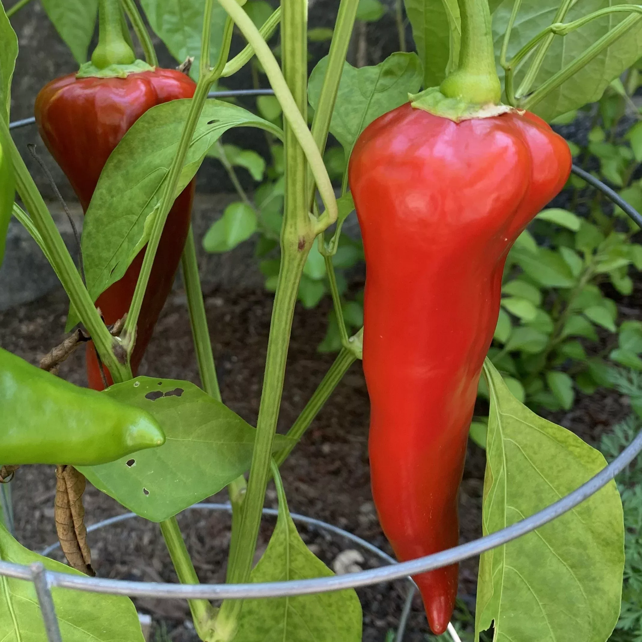 Pepper Seedling, Cornito Rosso