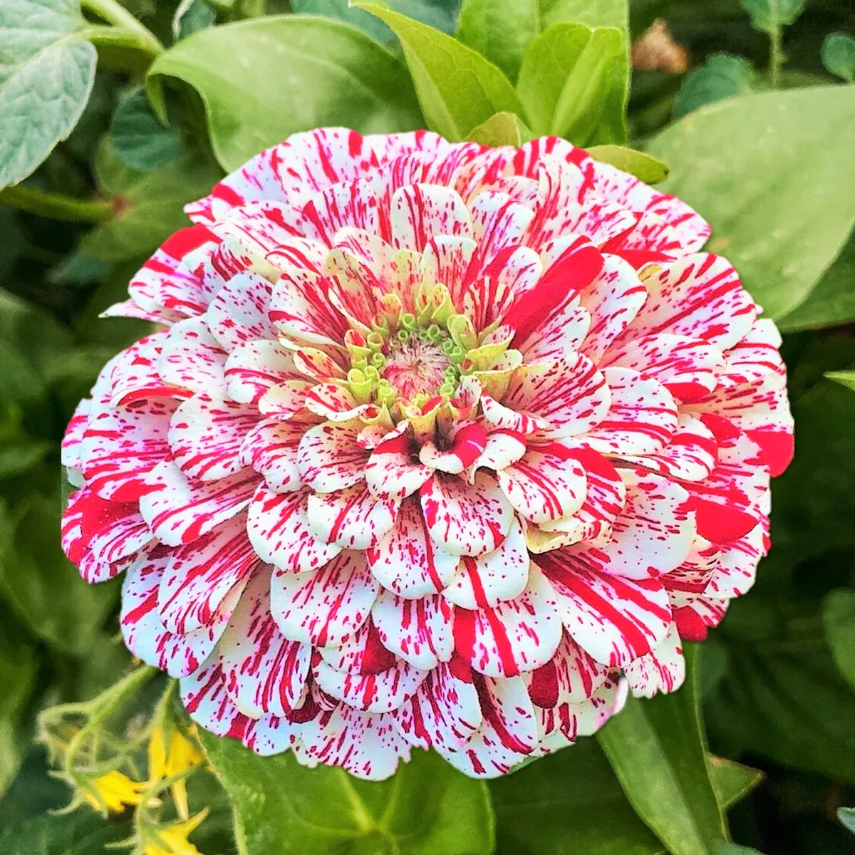 Peppermint Candy Stripe Zinnia