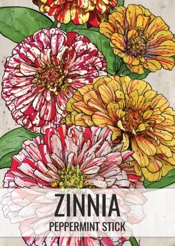 Peppermint Stick Zinnia Mixture (Zinnia elegans)