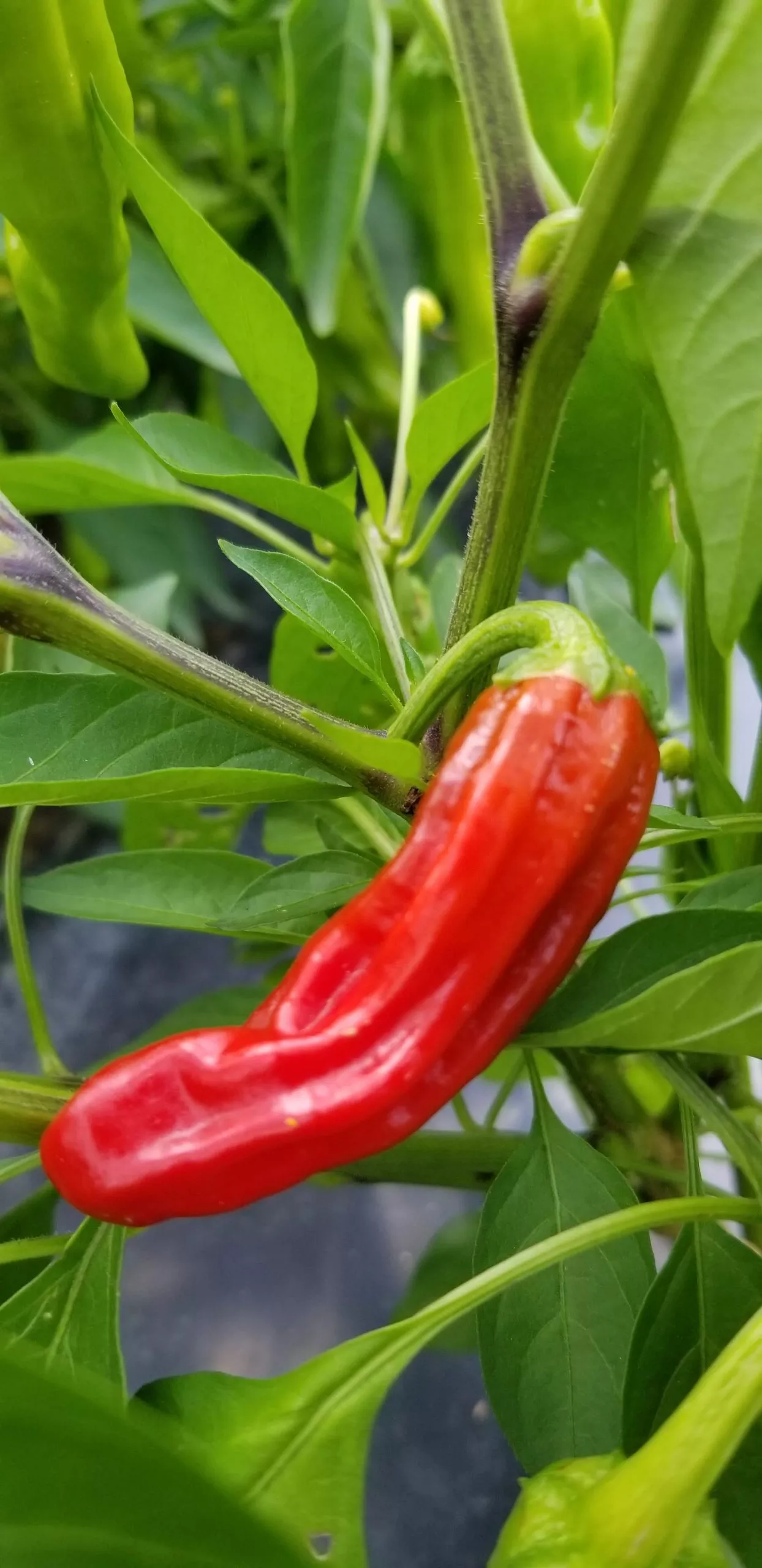 pepperoncini-greek-sweet-pepper Pepperoncini Greek Sweet Pepper