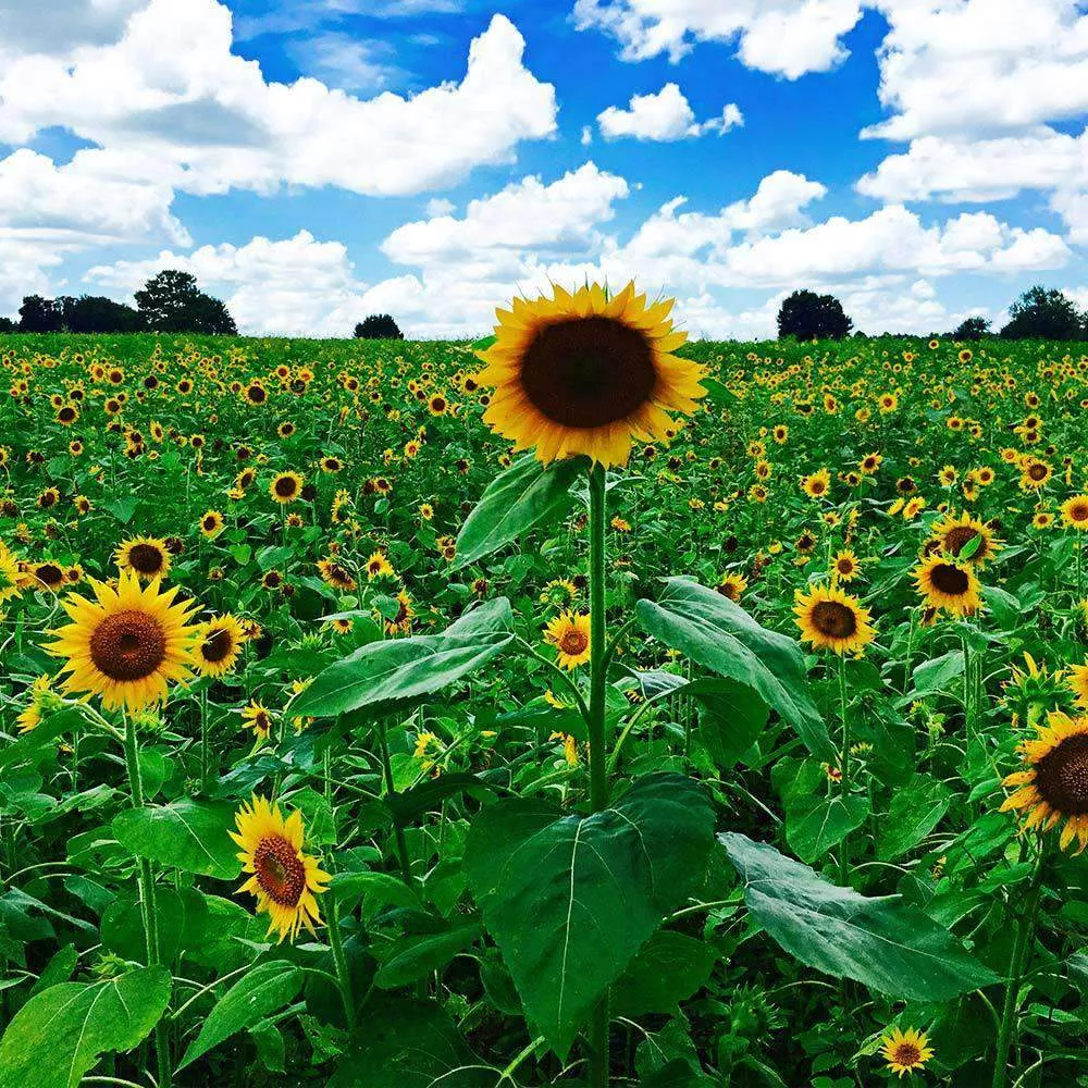 peredovick-sunflower-seeds Peredovick Sunflower Seeds