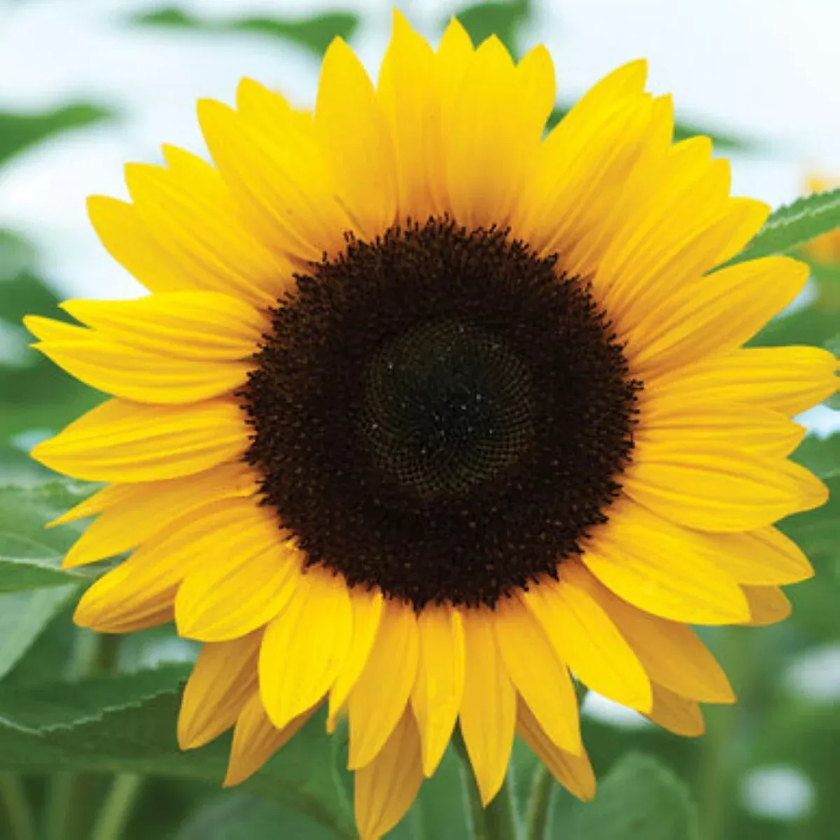Peredovik Sunflower