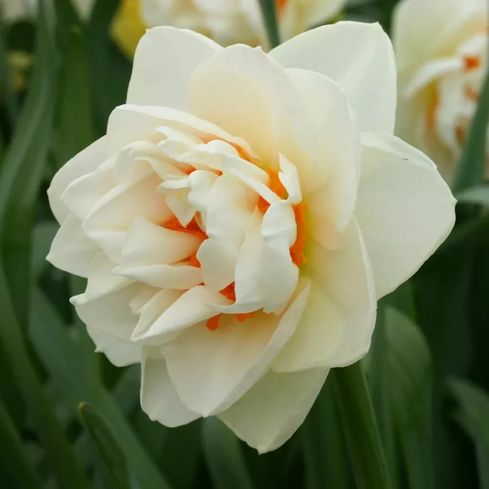 Perennial Daffodil ‘Gay Kybo’ - 10 bulbs