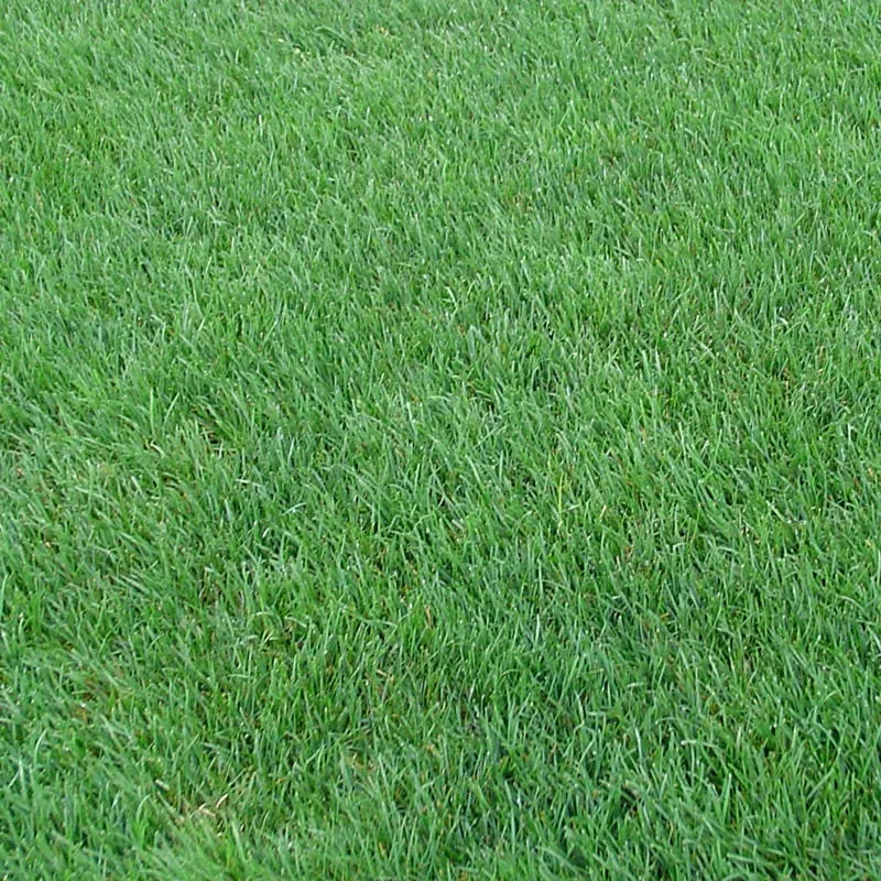 perennial-rye-grass-seeds Perennial Rye Grass Seeds