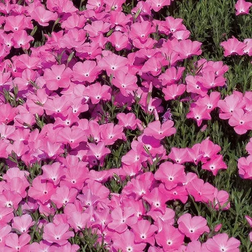 perfect-pink-santa-fe-phlox Perfect Pink Santa Fe Phlox