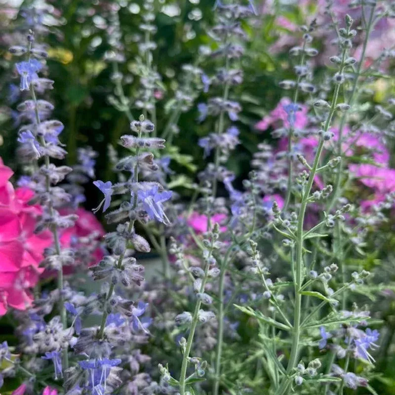 Perovskia 'Blue Jean Baby'