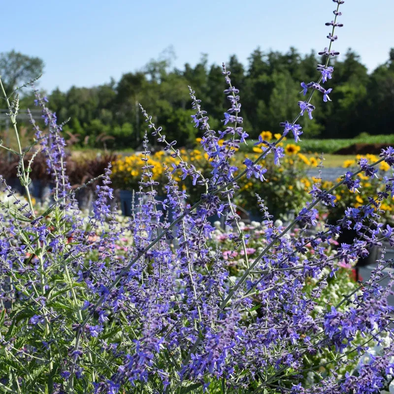 Perovskia 'Crazy Blue'