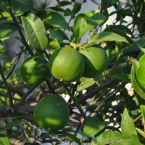 persian-bearss-lime-tree Persian ‘Bearss’ Lime Tree