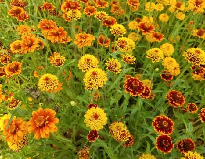 persian-carpet-zinnia Persian Carpet Zinnia