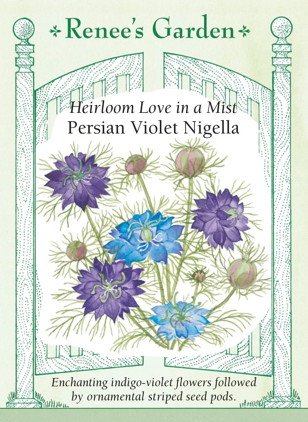 persian-violet-nigella Persian Violet Nigella
