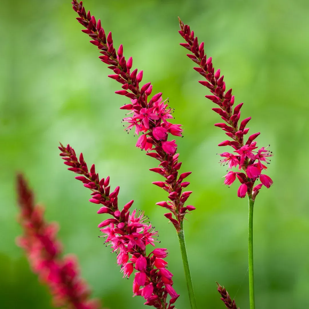 persicaria-firetail Persicaria 'Firetail'